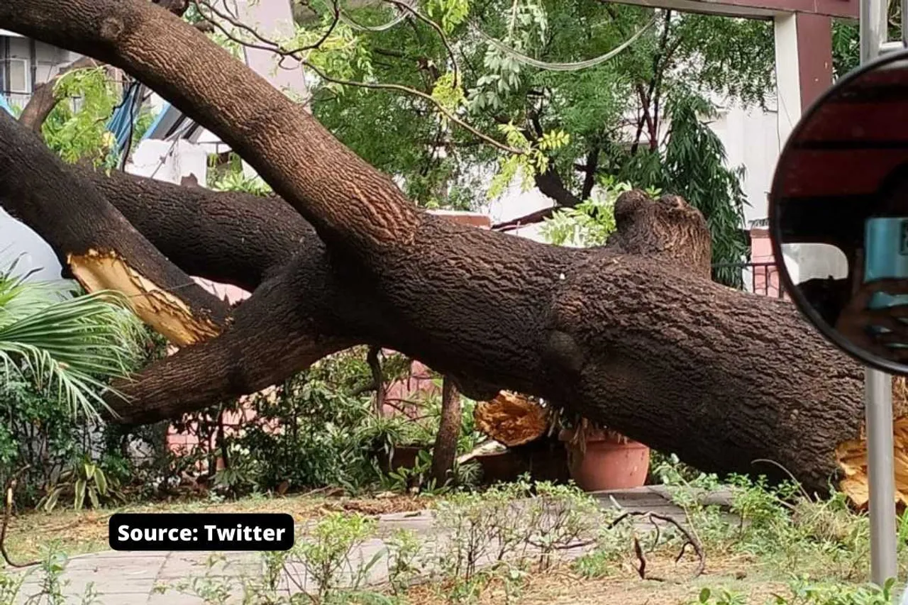 Why Delhi Trees are so fragile and fall