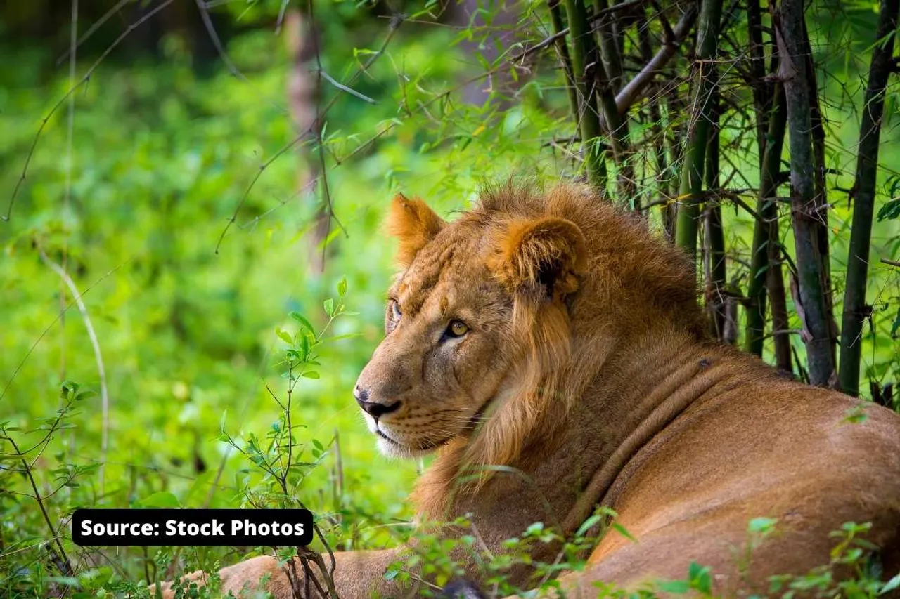 Asiatic Lions