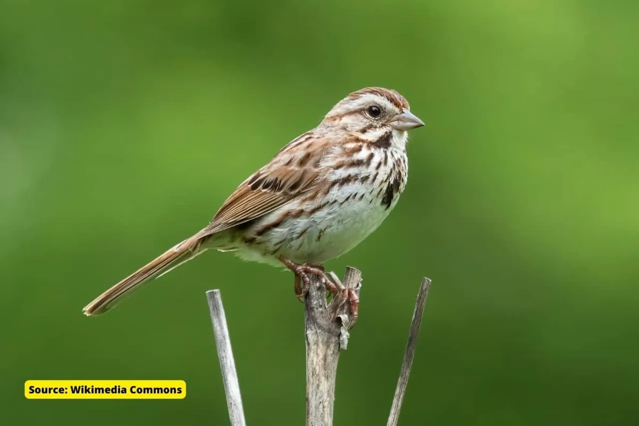 Climate change: Why birds' colour are fading?