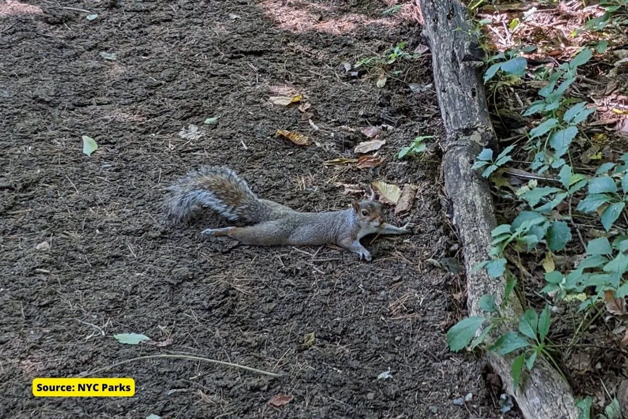What Is a Sploot, Why Do Dogs and Cats Do It?