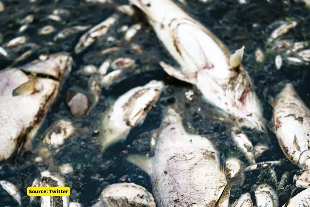 Climate change increases frequency of mass fish kills