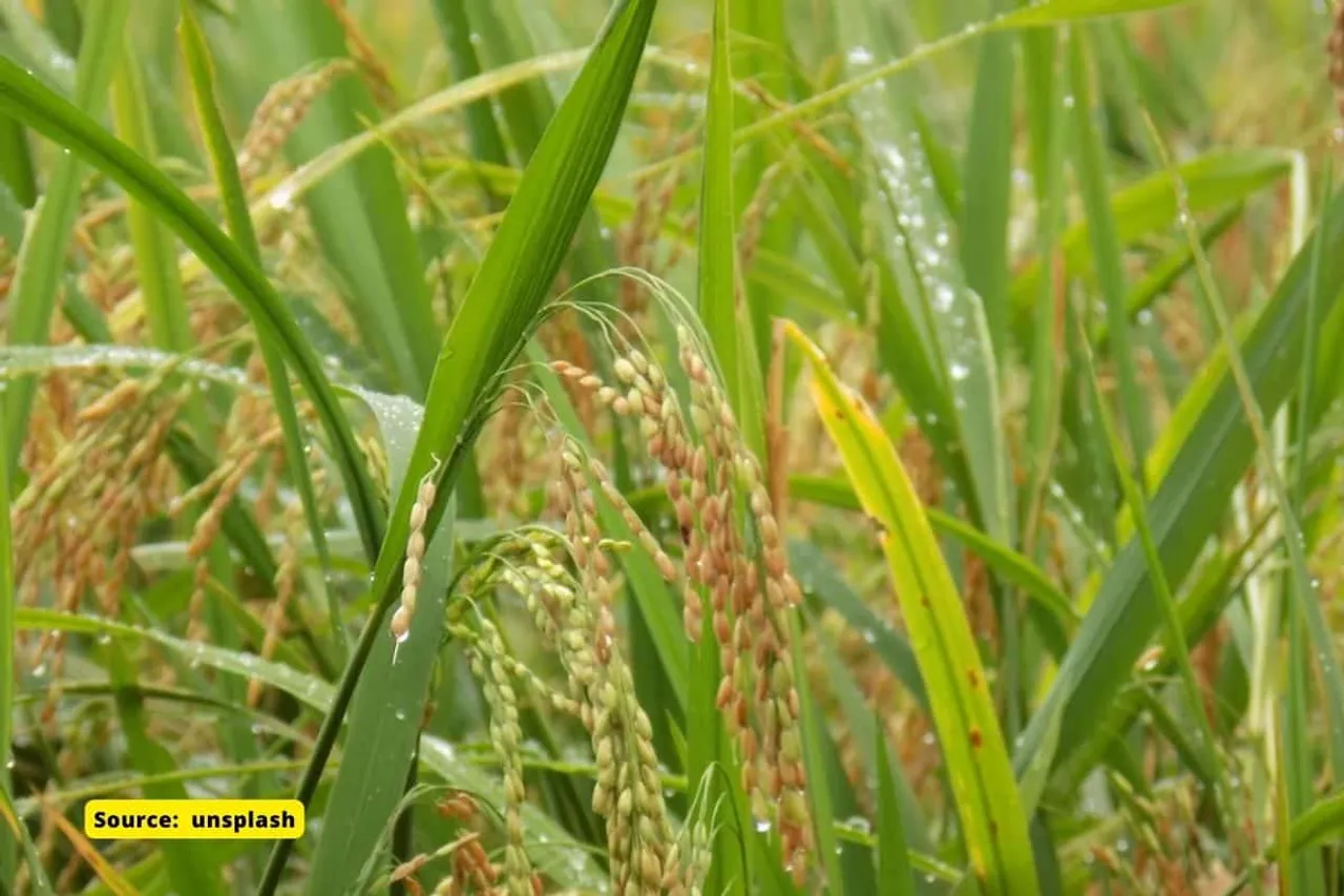 Paddy farmers of Kashmir, how is climate change affecting them?
