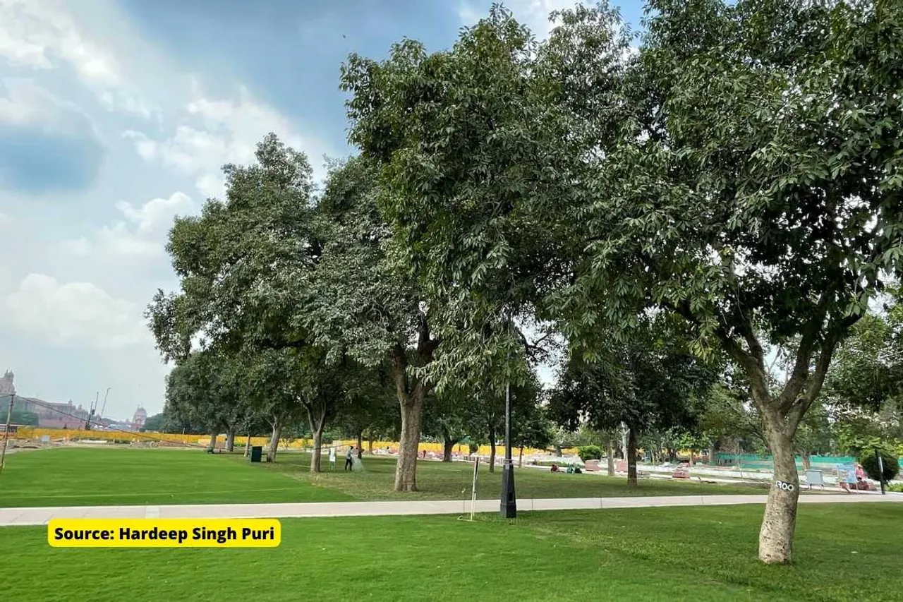 Trees use water more efficiently due to climate change