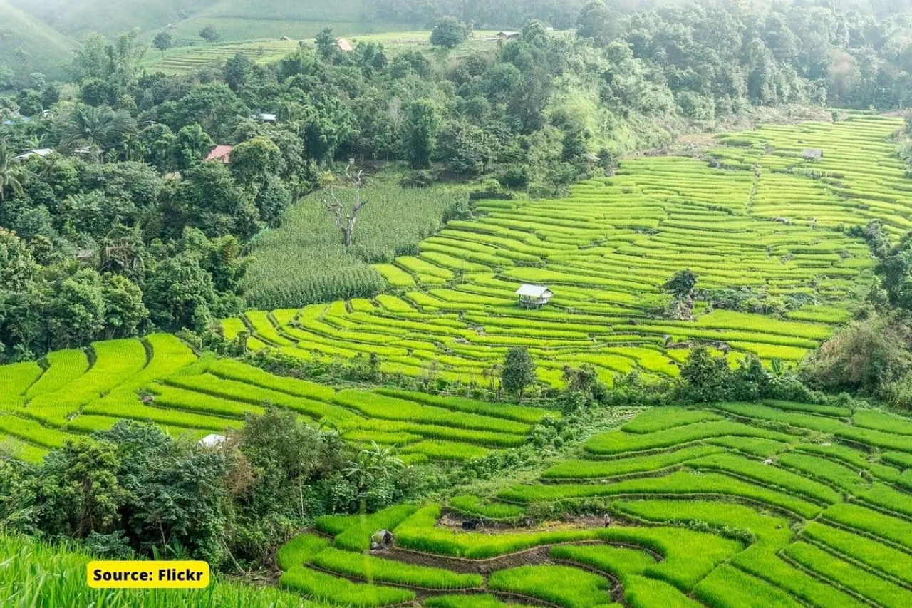 Extreme weather events reducing Paddy output in Kerala’s Kuttanad