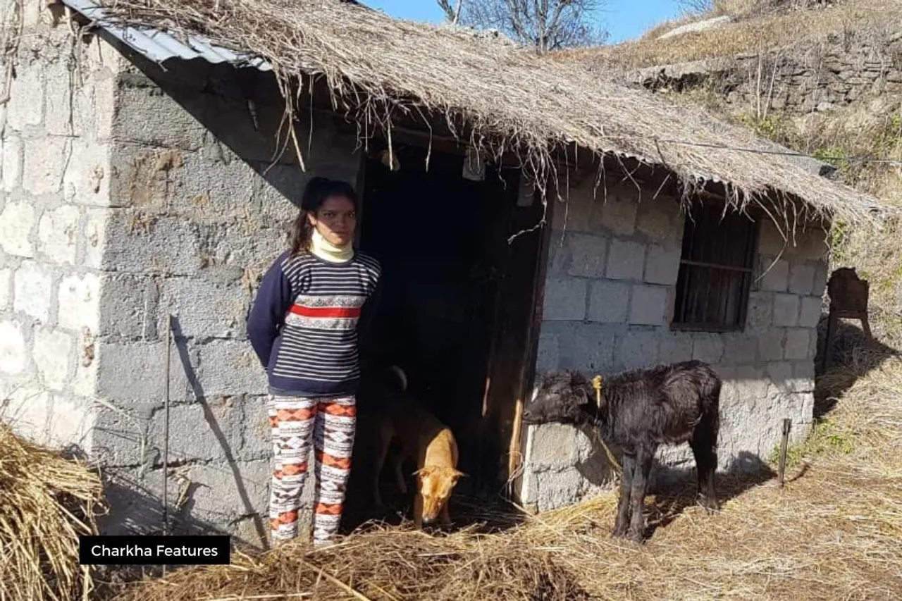 periods in cow shed