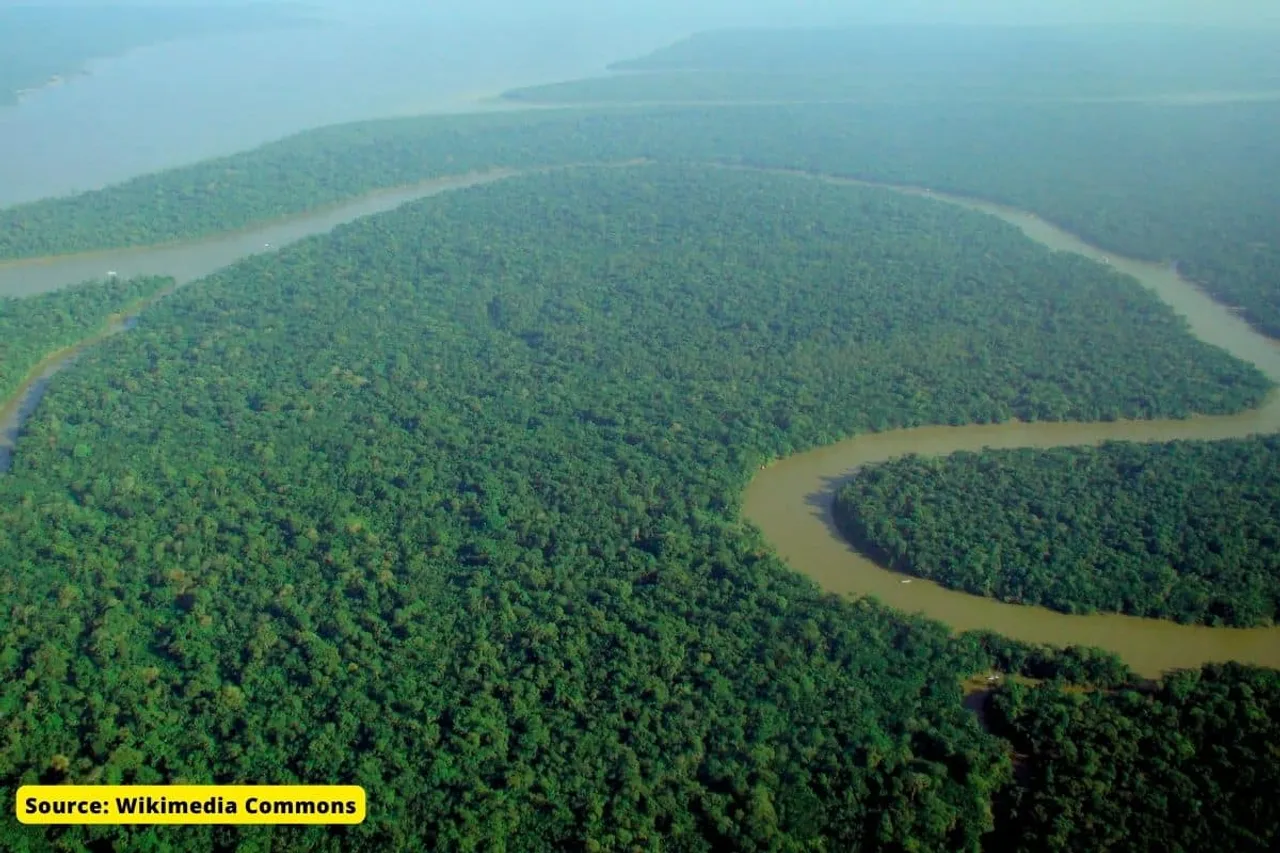 COP27: Amazon forest in crisis, Forest loss threatens planet