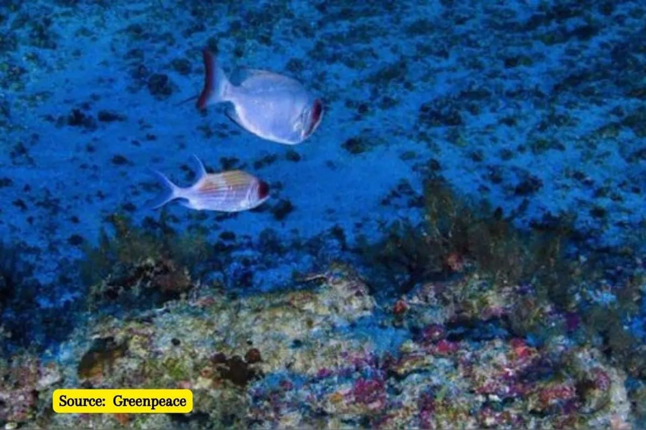 What is an ocean dead zone and why are they getting worse?