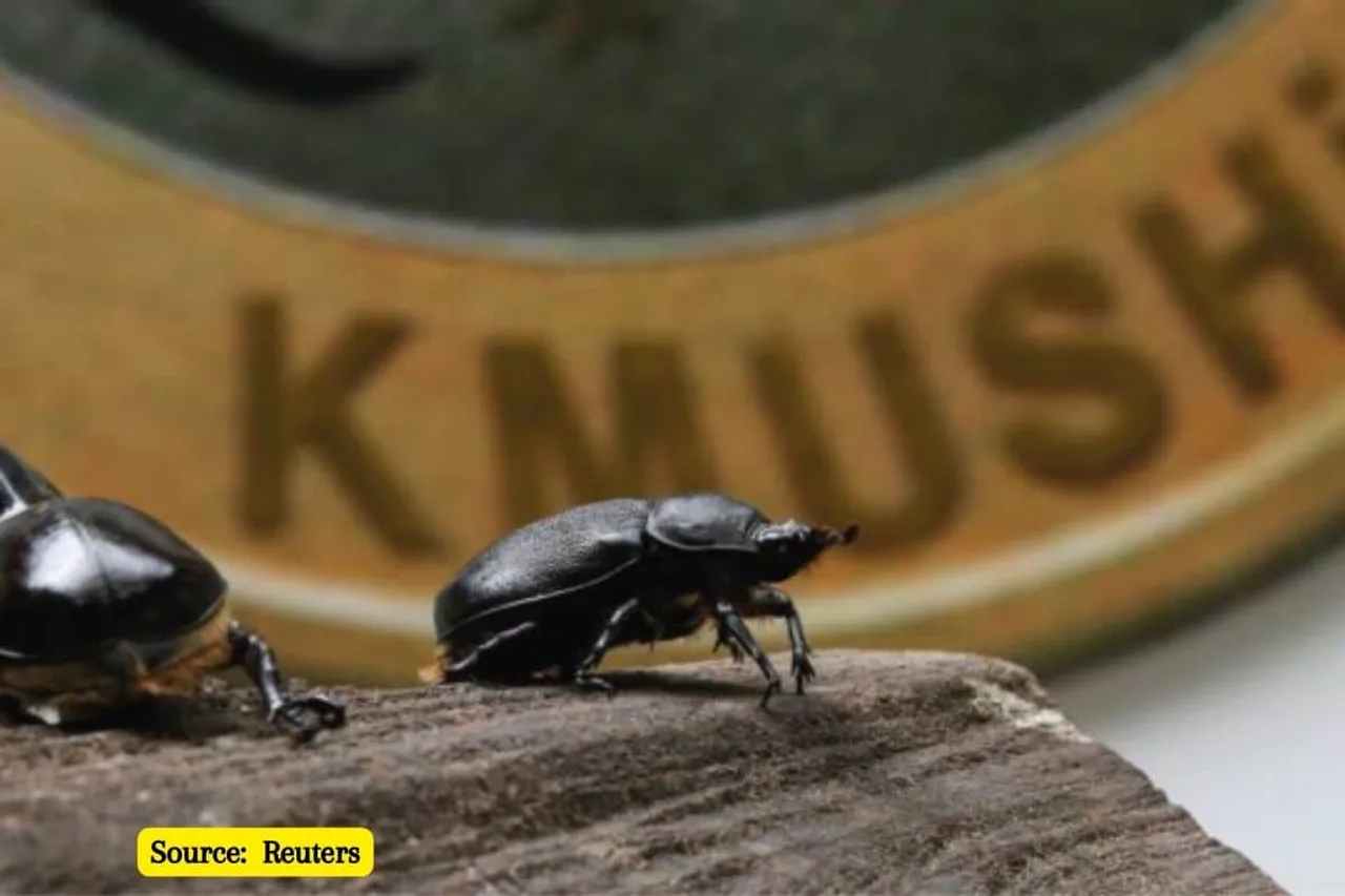 Life of Colombian Beetles: Chew garbage and leave behind fertilizers