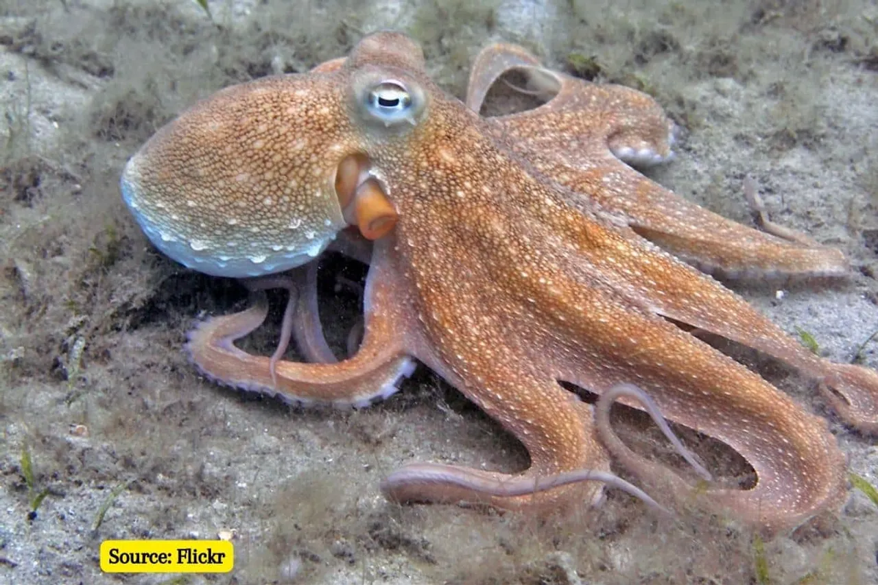 What do octopus and human brains have in common?