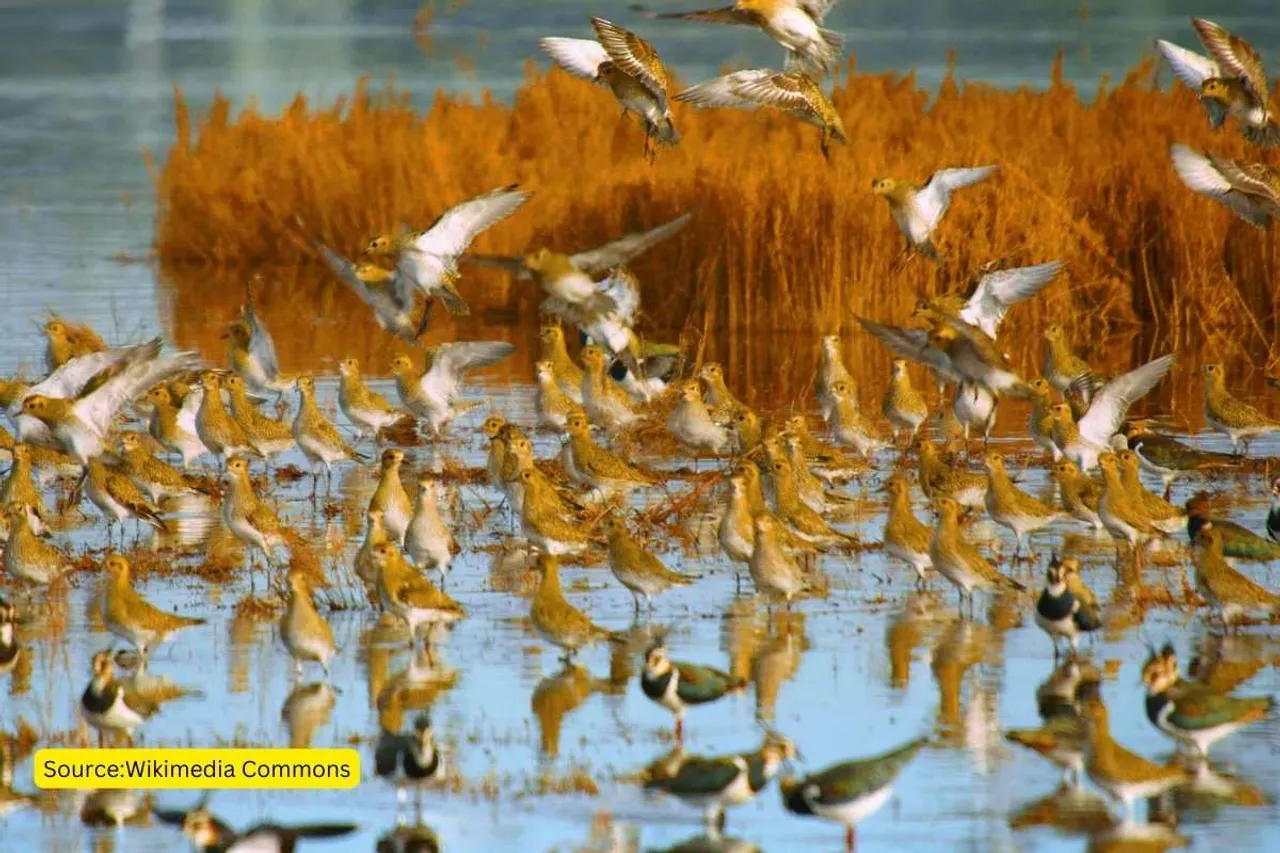 hygam wetland is dying