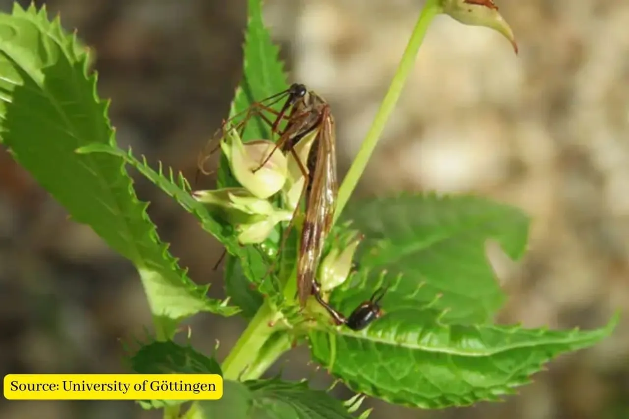Newly discovered scorpionfly genus with bizarre appearance