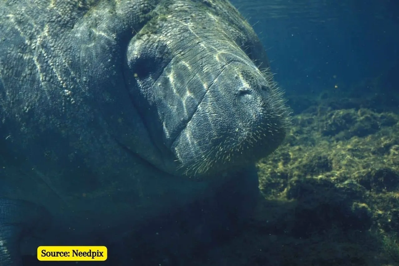 COP15: 1,500 marine species are at risk of extinction