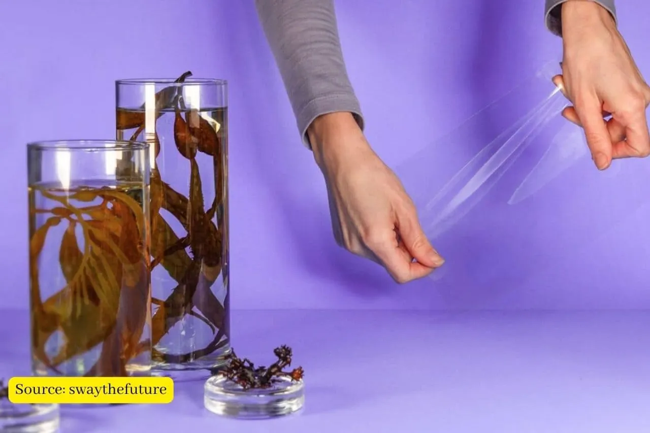 Plastic-like material can be made of seaweeds and it’s biodegradable too