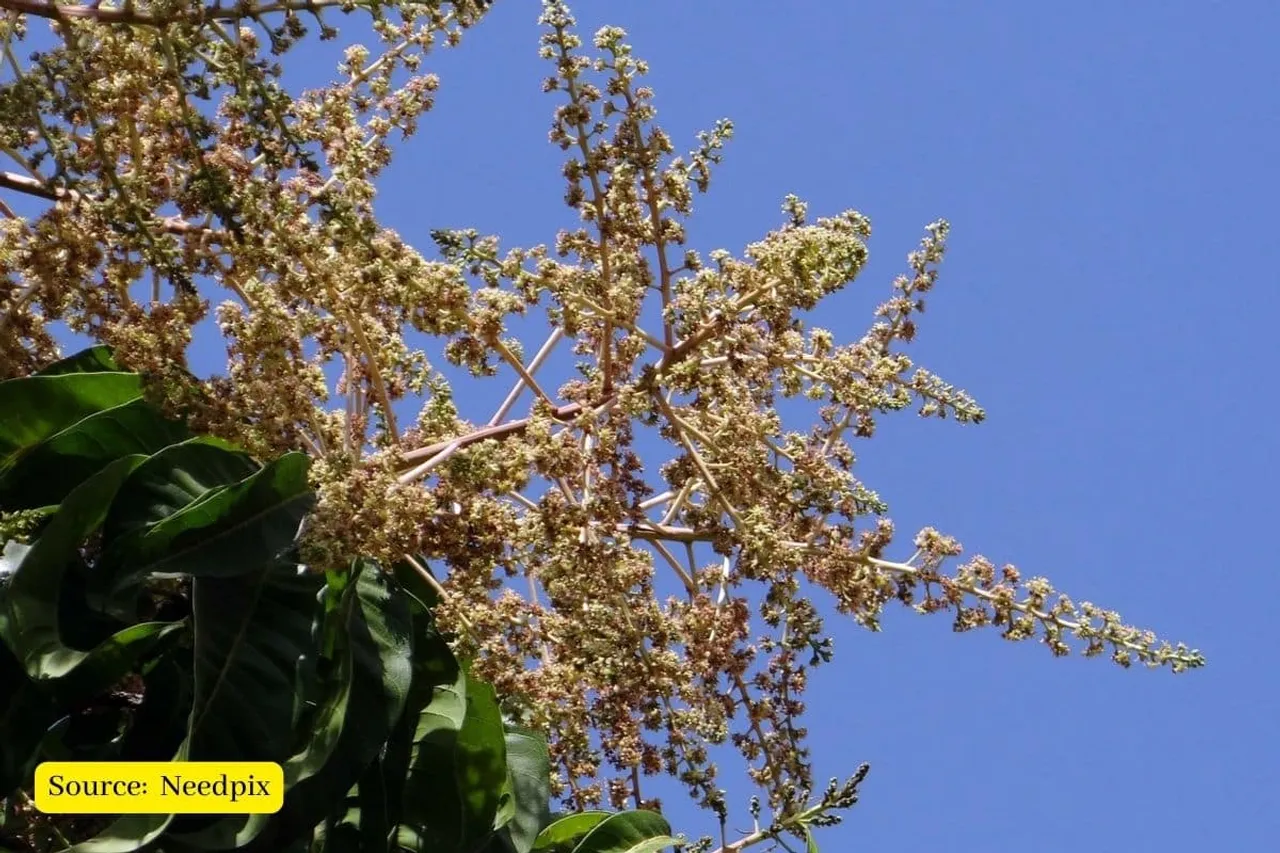Climate change: Mango blossoms ahead of time in Odisha