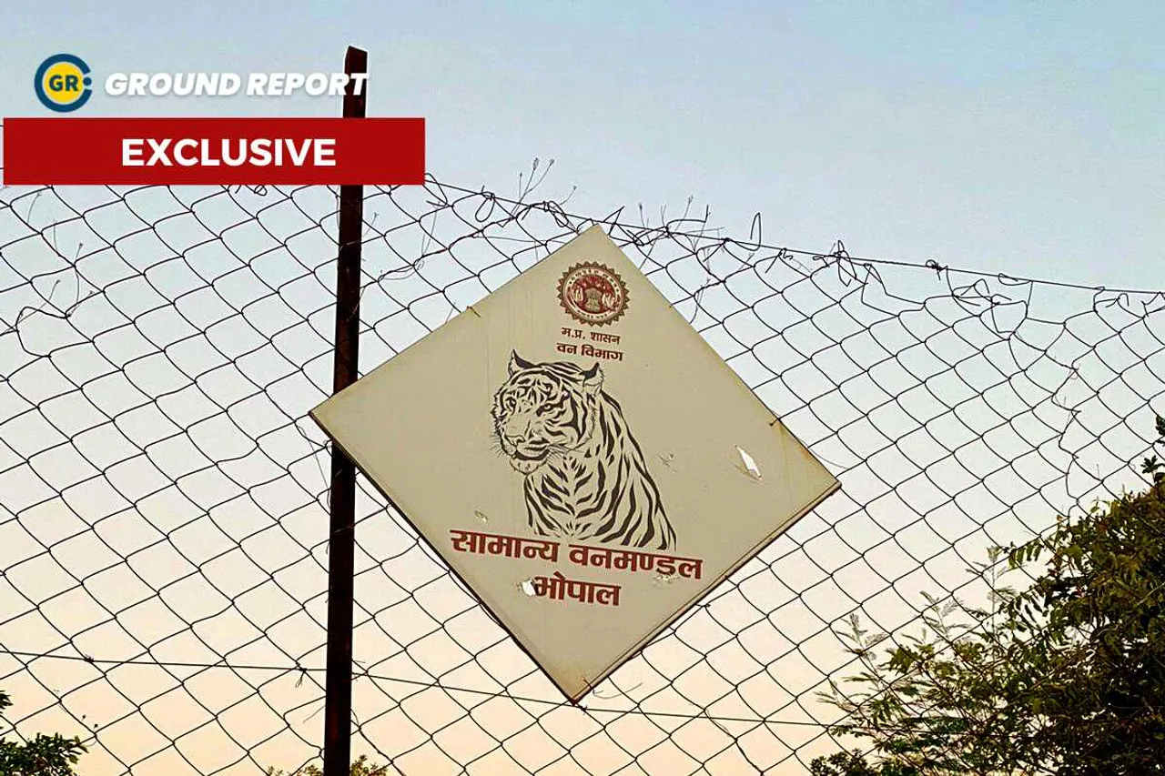 Bhopal Urban Tigers Human Animal Conflict