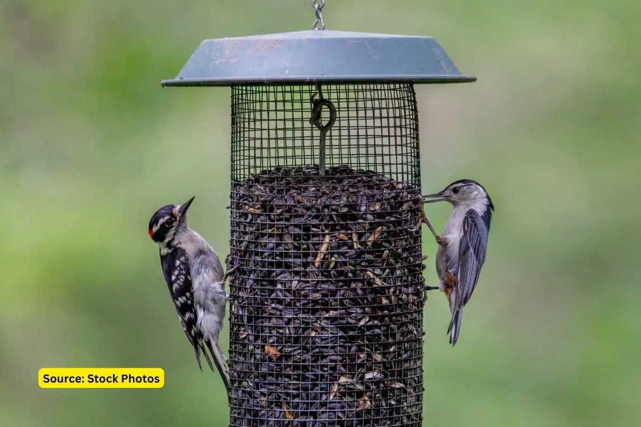 Birdfeeders are not good for birds
