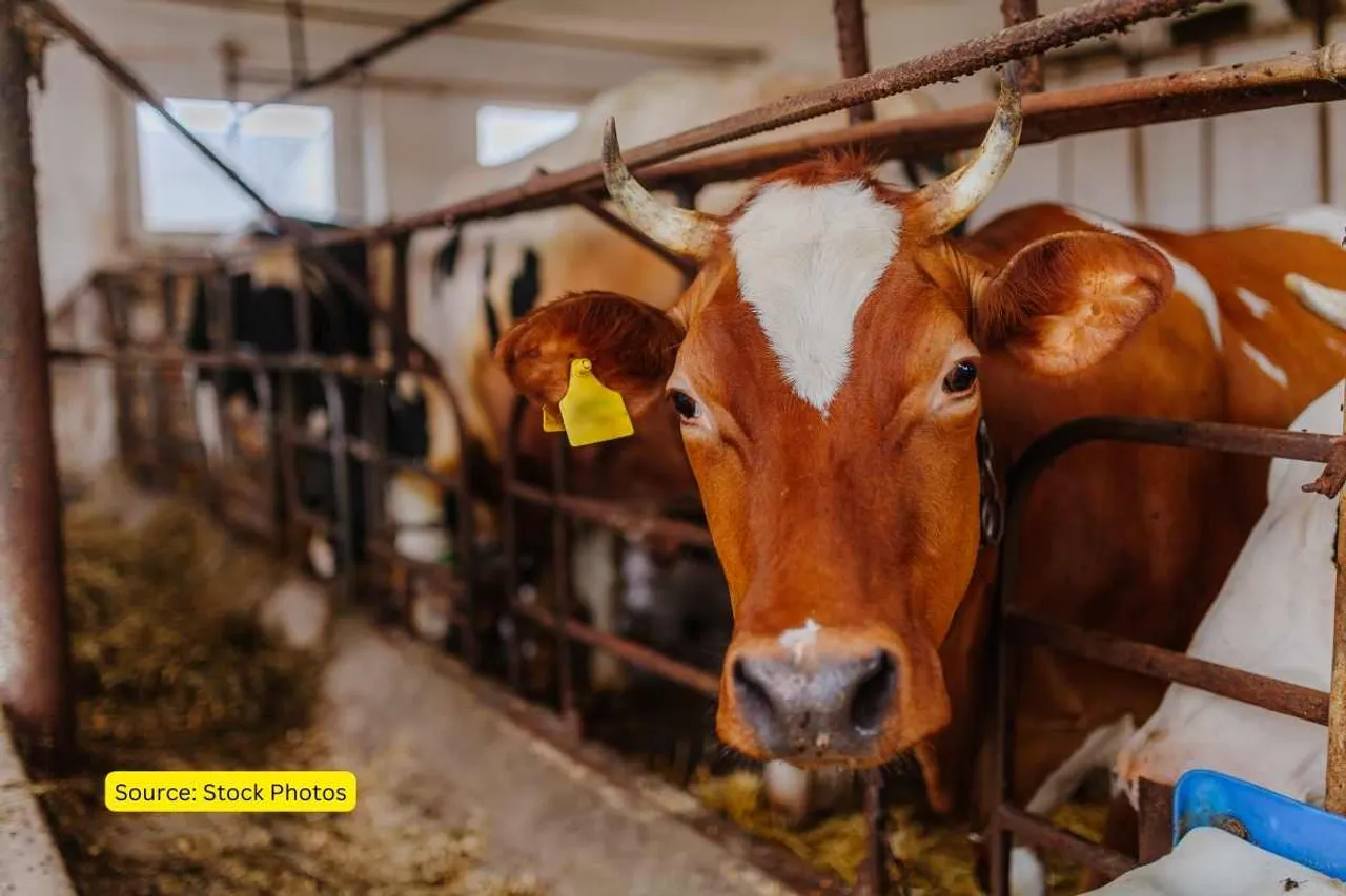 livestock saving the environment