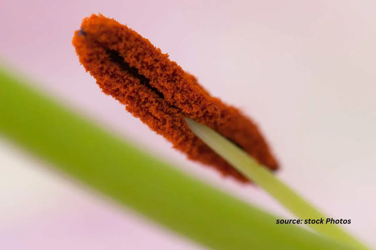 Pollen menace due o climate change