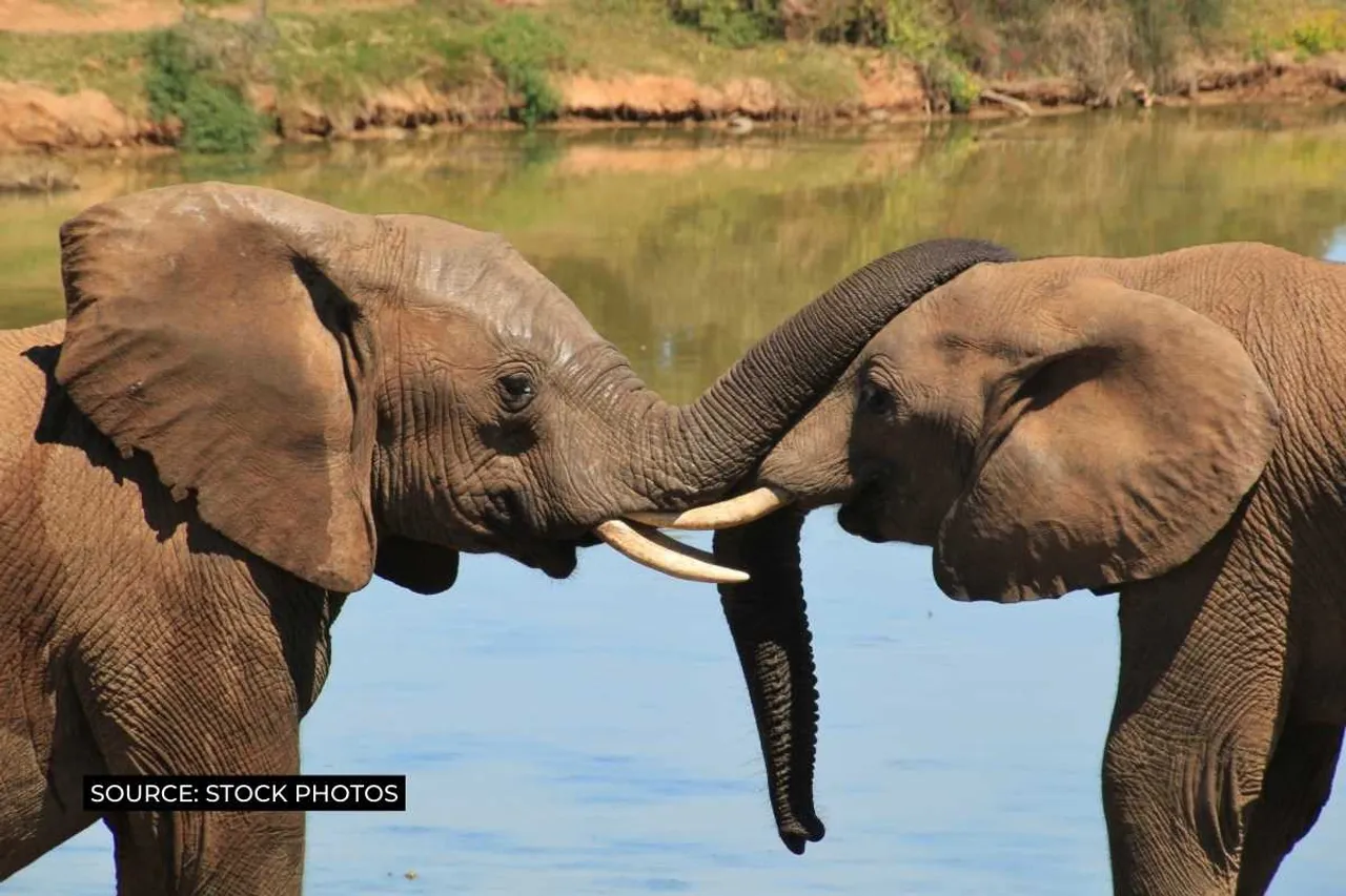 elephants environmental engineers