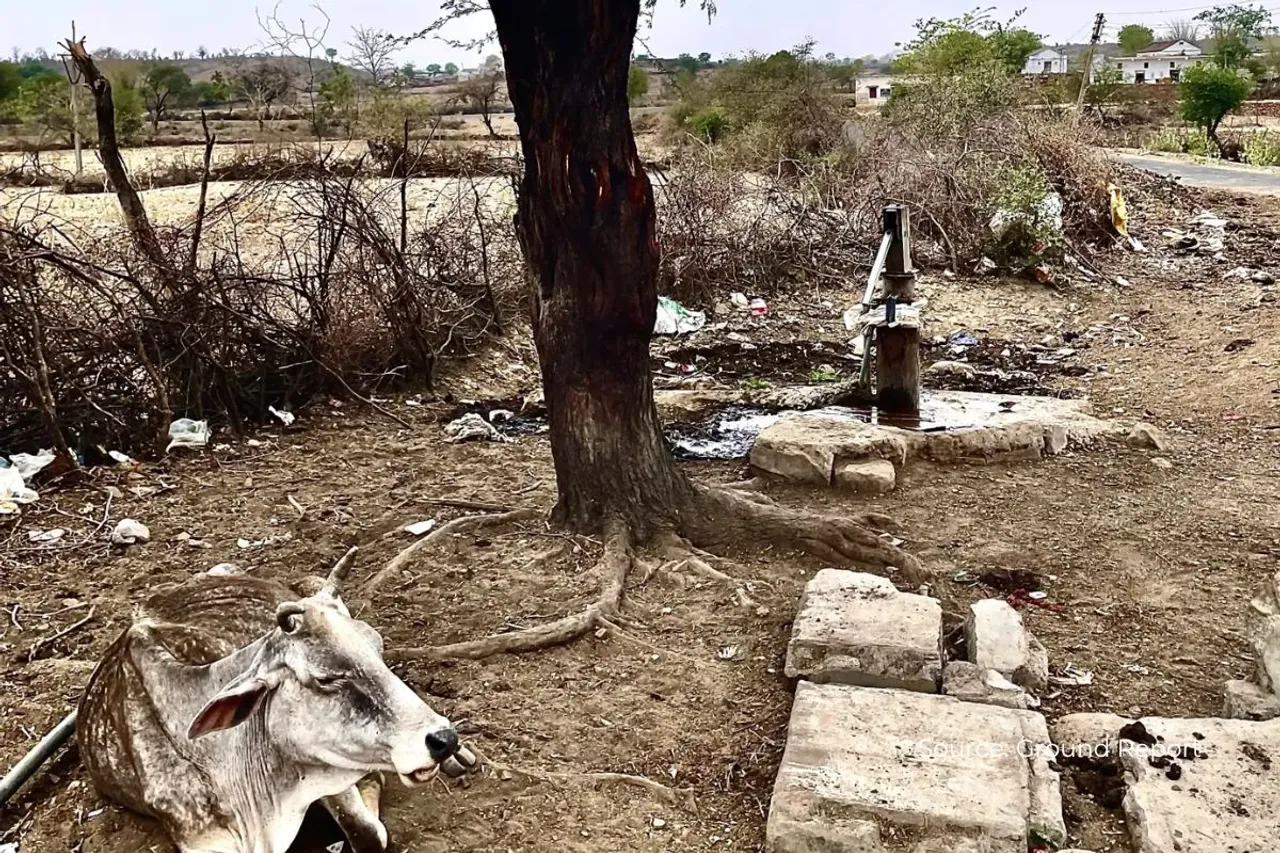 How many trees being cut in Buxwaha MP and why?