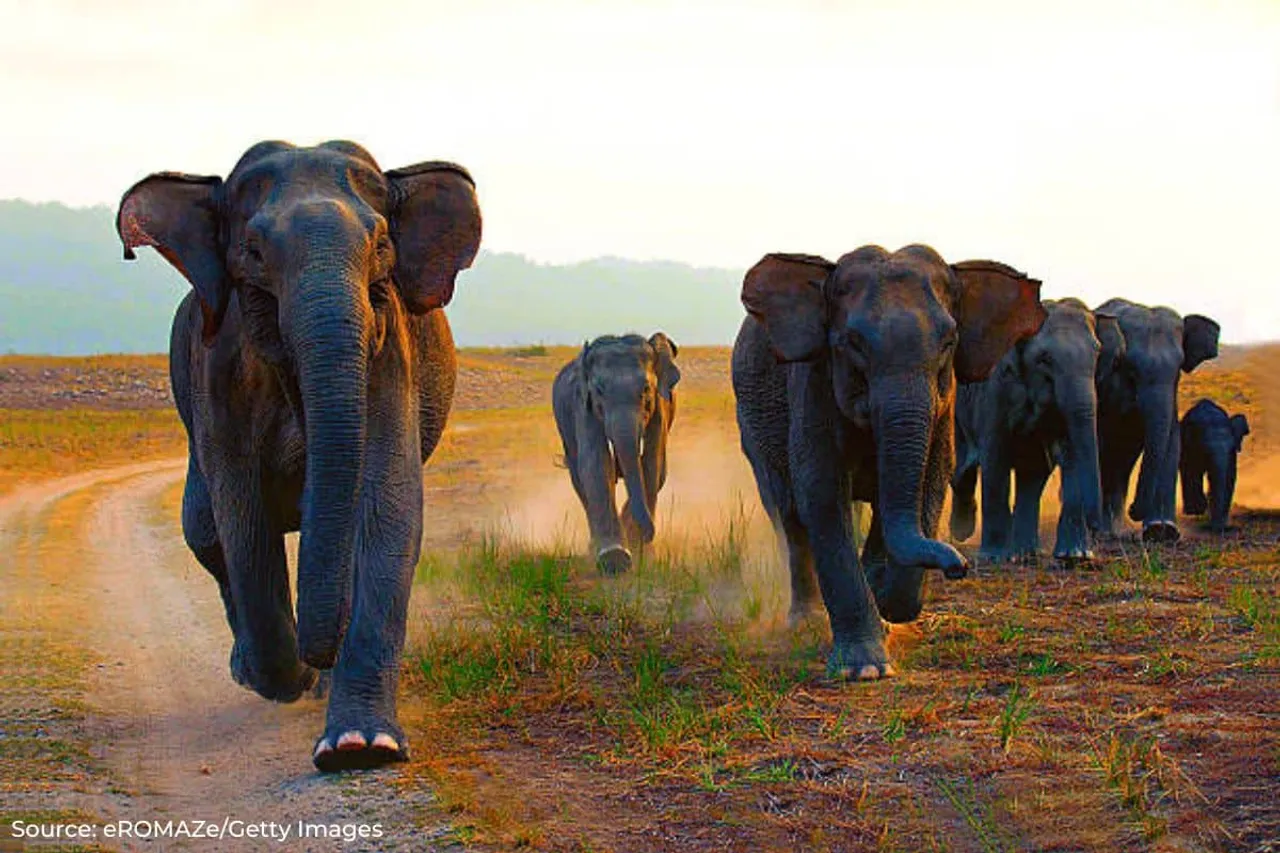 Rising human-elephant conflict: Karnataka records 29 fatalities in 2022-23
