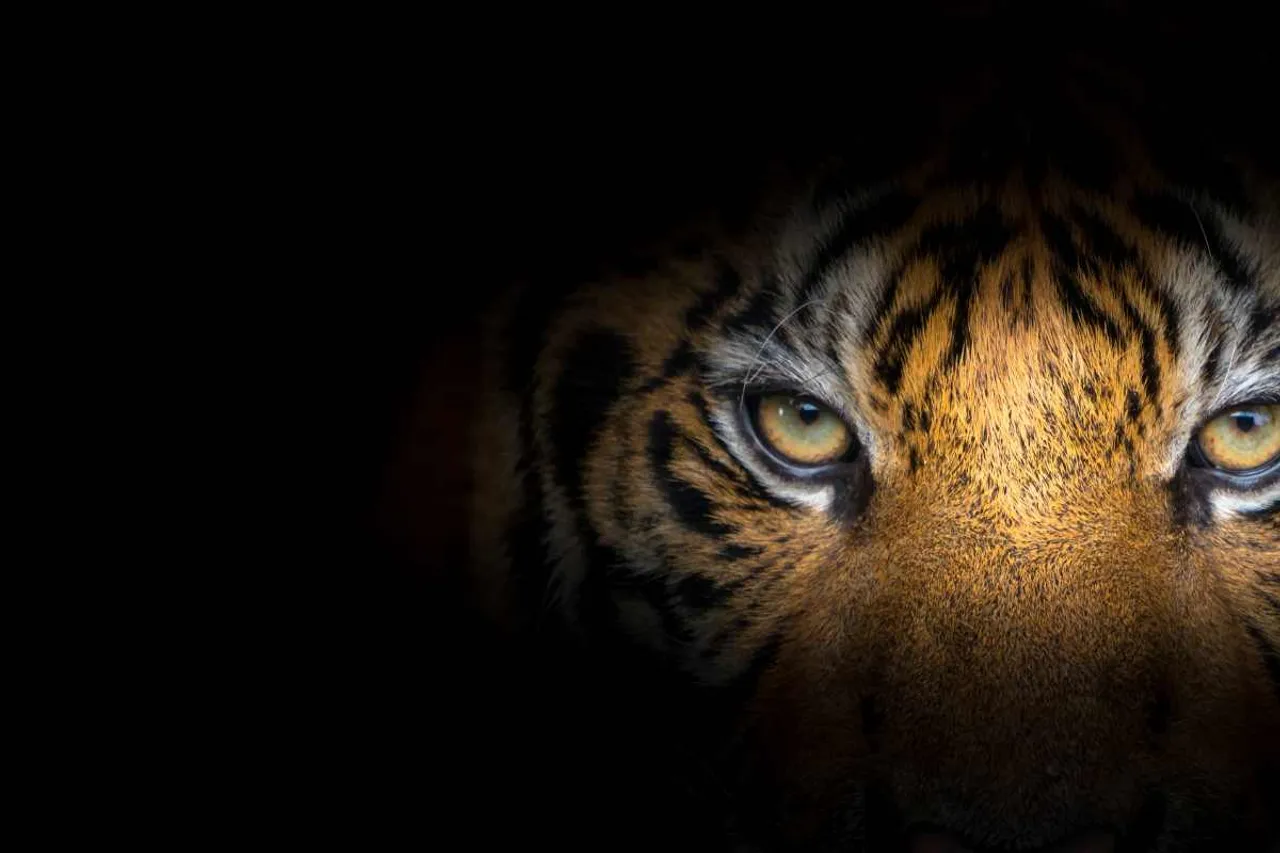 big cats number declining in western ghats