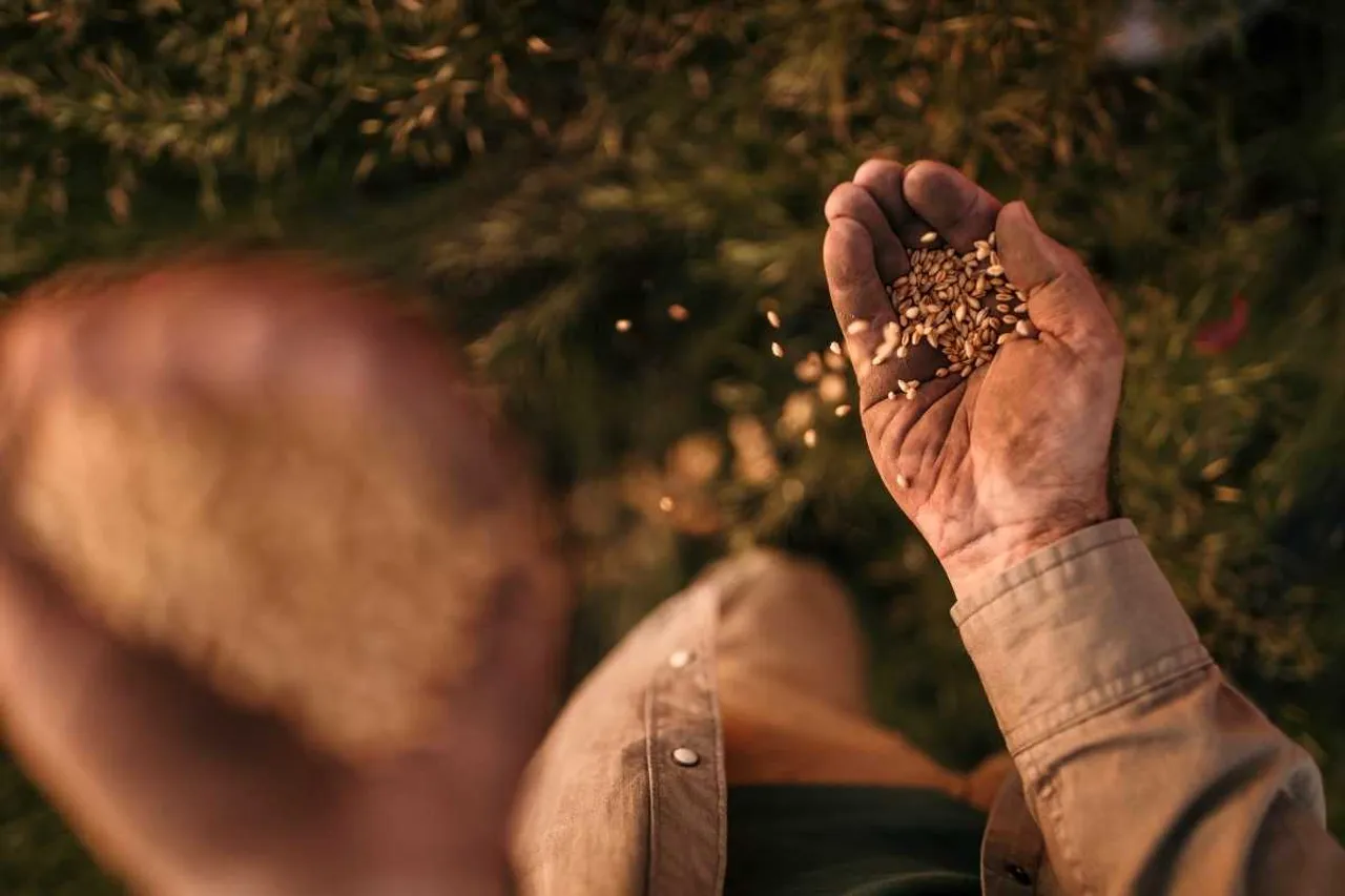 wheat farmers and climate change