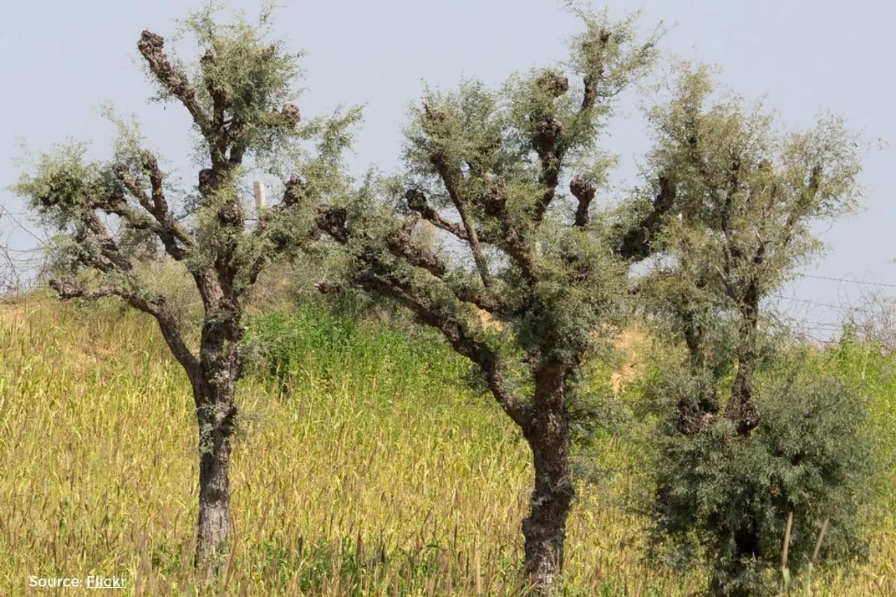 Climate change affecting Rajasthan's ker-sangri production and prices soar