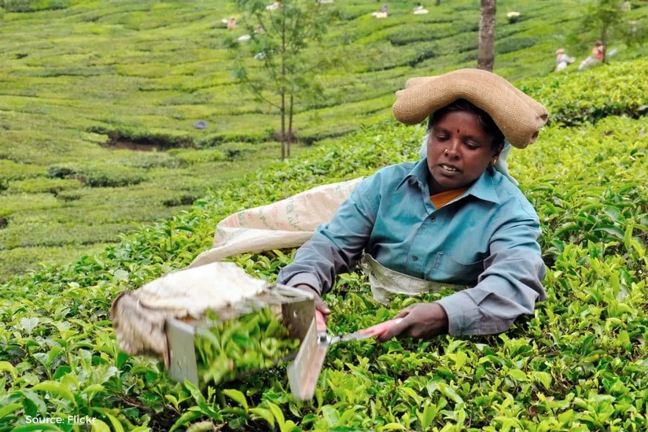 From Bean to Drought: climate change hits hard on Wayanad Kerala coffee farms