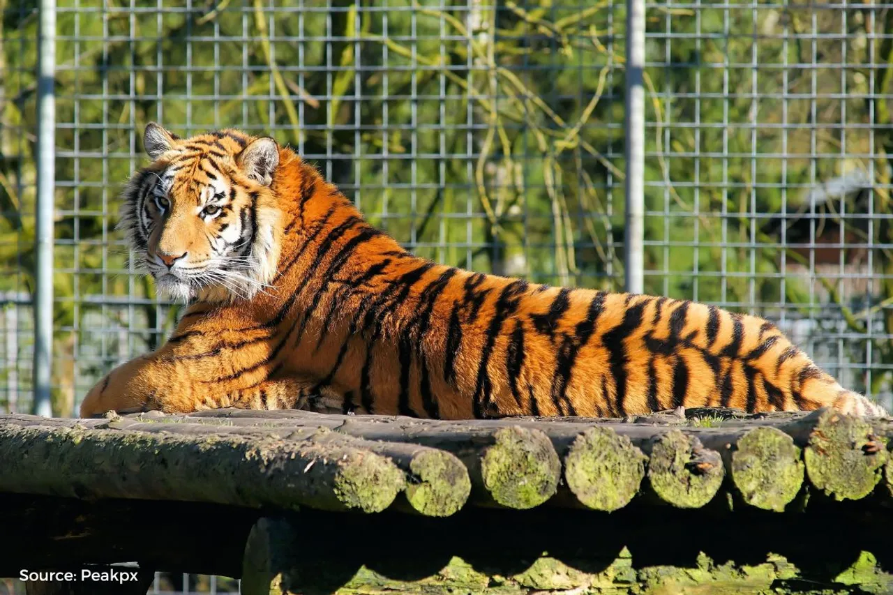 India lost 661 tigers in nearly 6 years