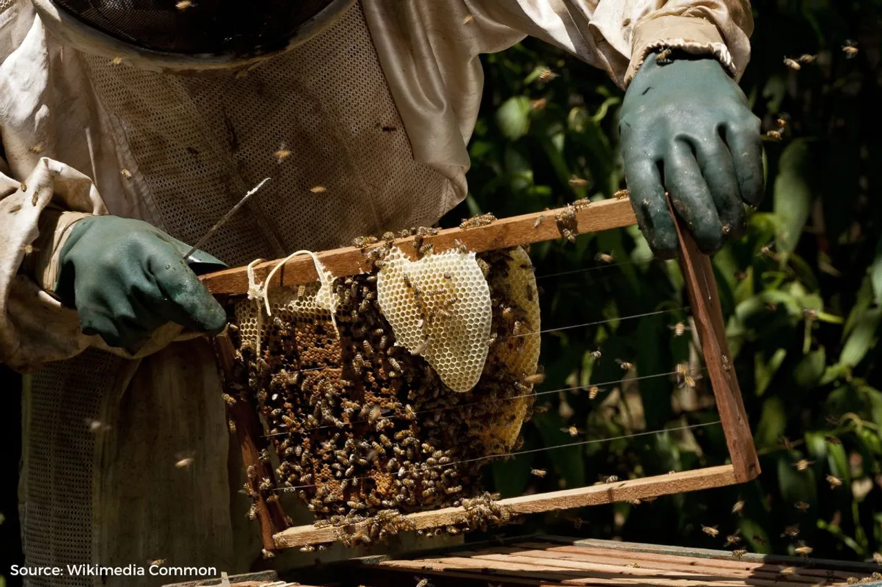 Kashmir's Bee population suffers as weather patterns shift
