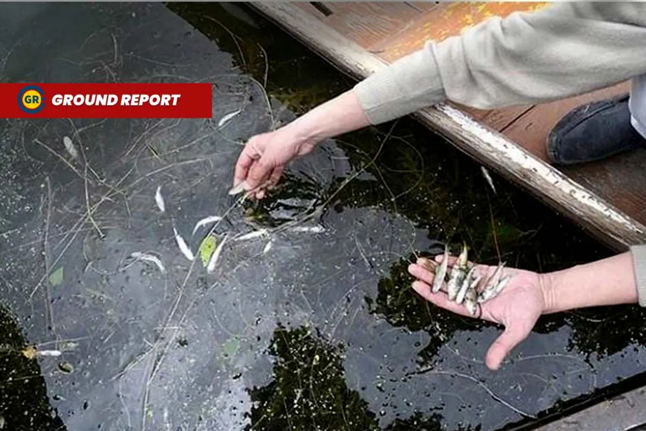 why fishes dying in dal lake