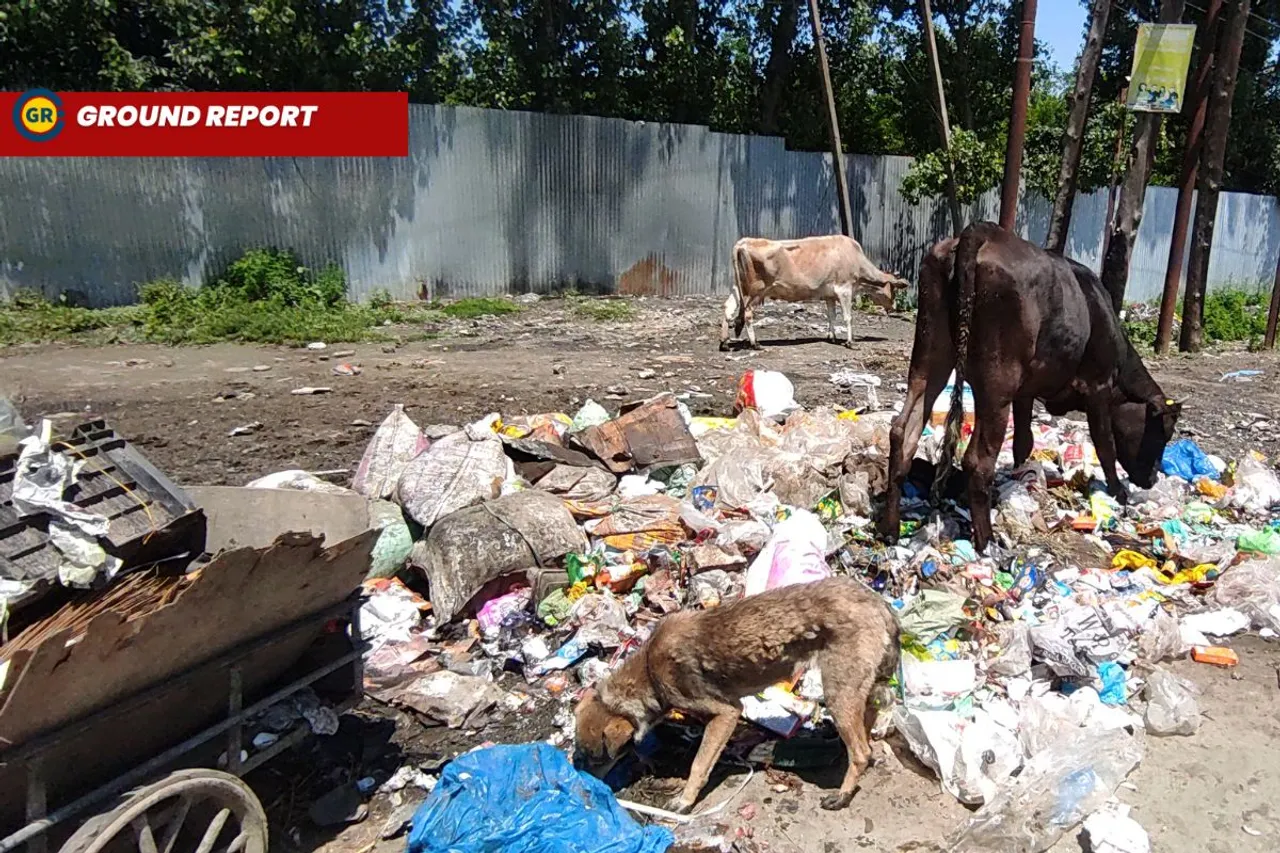 From poultry to paws: Disturbing link between mismanaged waste and stray dogs in Kashmir