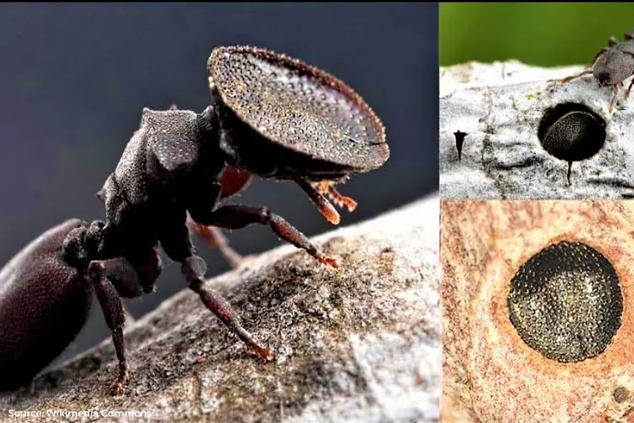 Climate change influences insect populations: study reveals