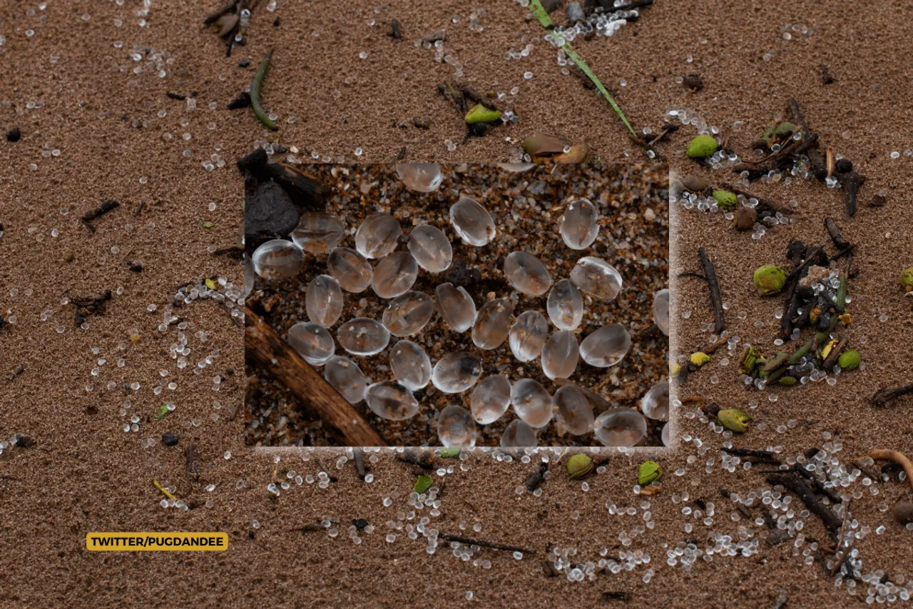 Know about nurdles, tiny plastic pellets strewn across Mumbai beaches