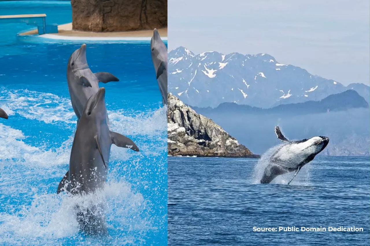 In 2023 number of dead killer whales in fishing nets increased, why?