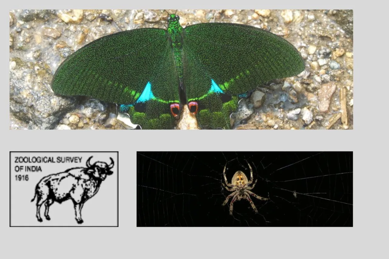 zoological survey of India