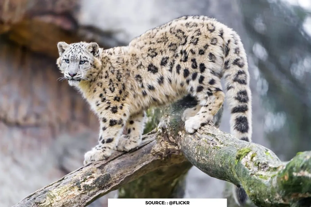 International Snow Leopard Day: call to protect majestic big Cat