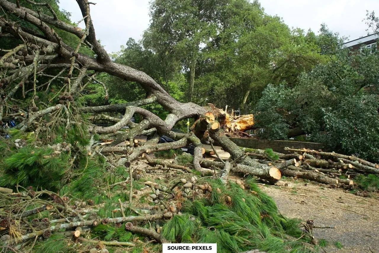 In Mumbai, 21,028 trees felled for development projects over 6 Years