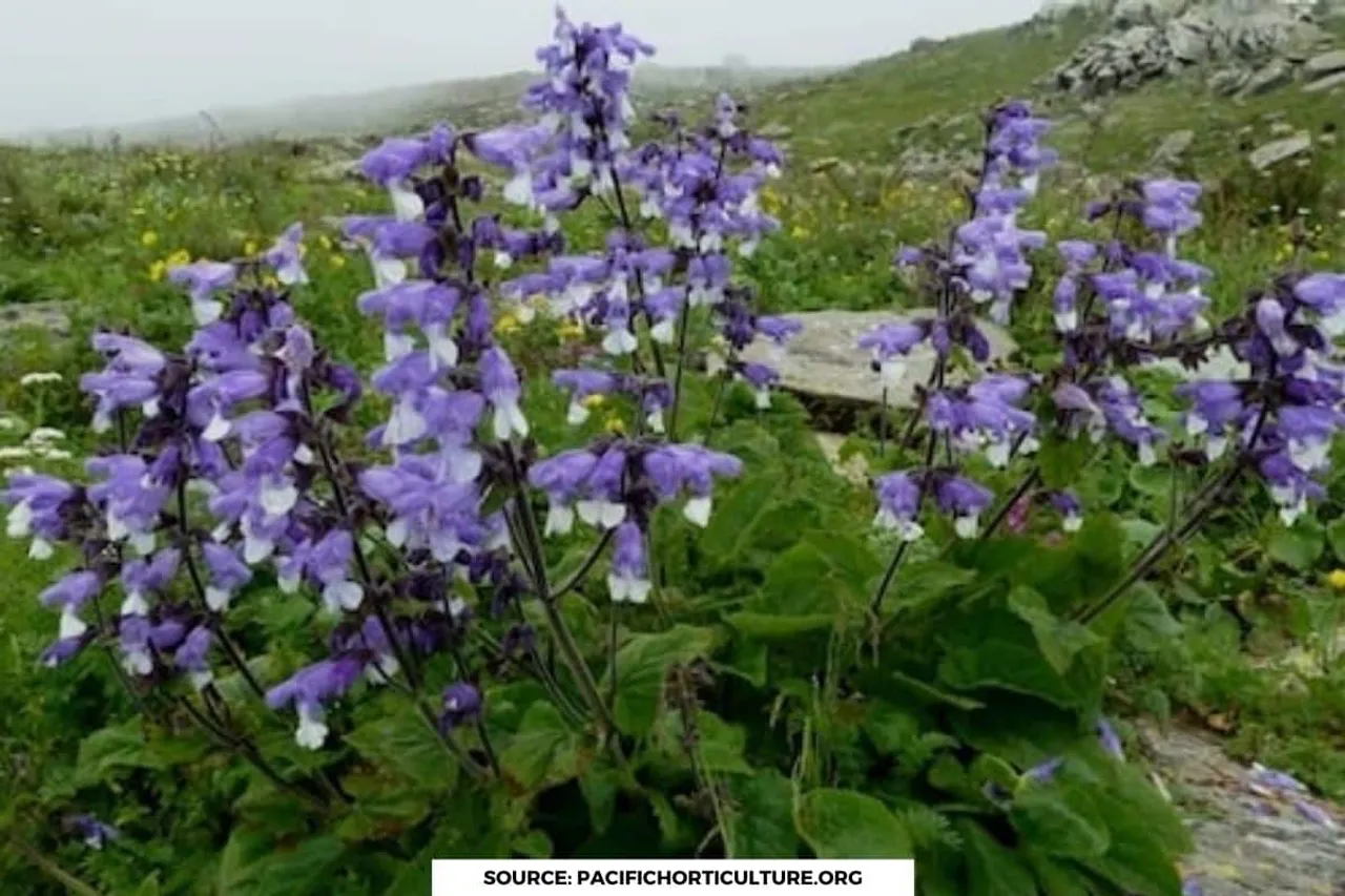 In the heart of Himalayas: Story of Kashmir Salvia