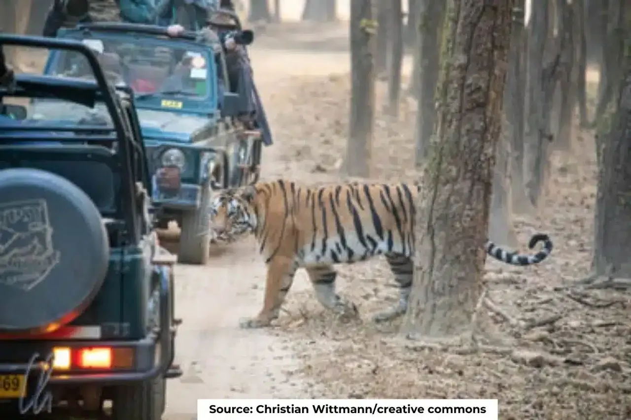 177 tigers died last year, highest in Maharashtra