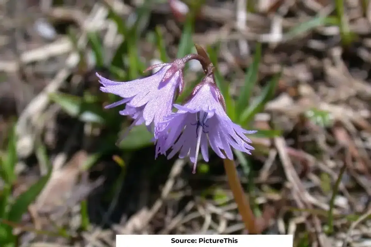 Early snow melt impacts Alpine plants in Himalayas: study