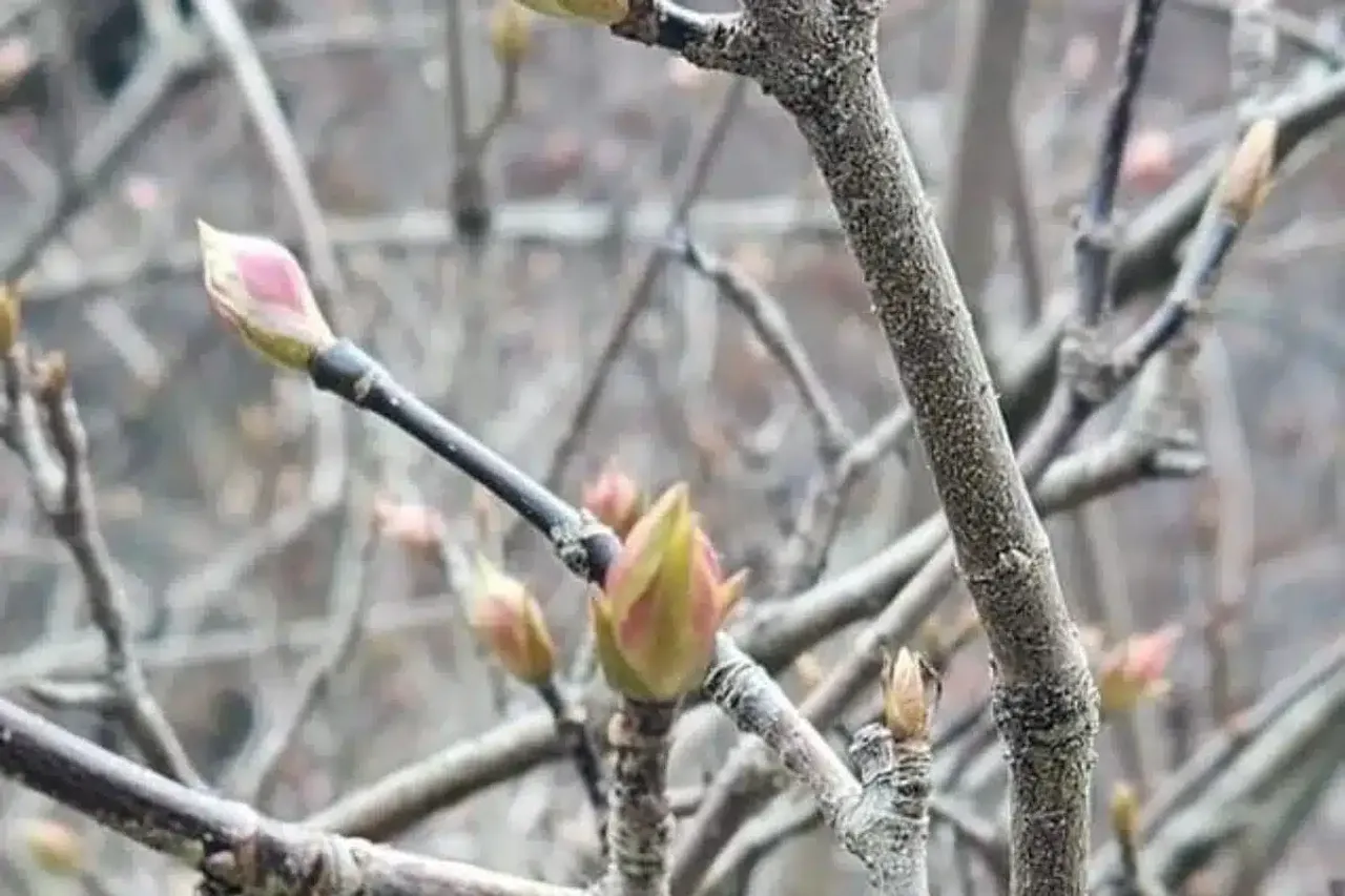 Kashmir faces threat of early bloom & climatic challenges for crops