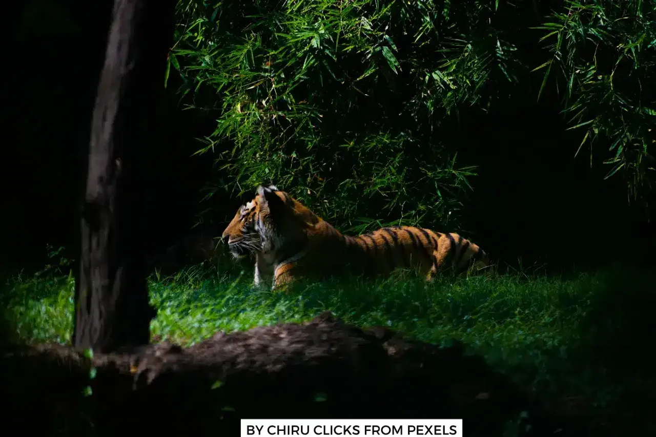 Bhopal Tiger