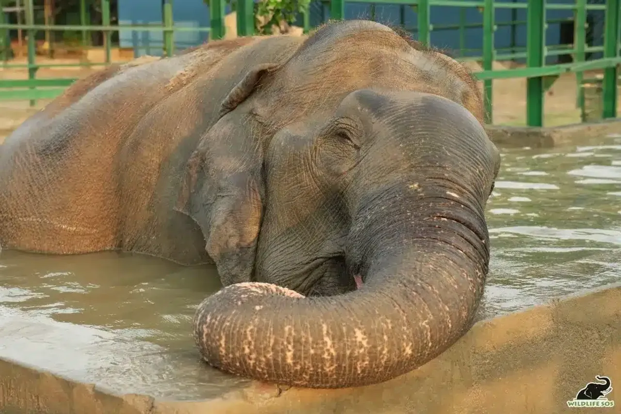 Suzy, oldest rescued elephant in India, celebrates 9 years of freedom