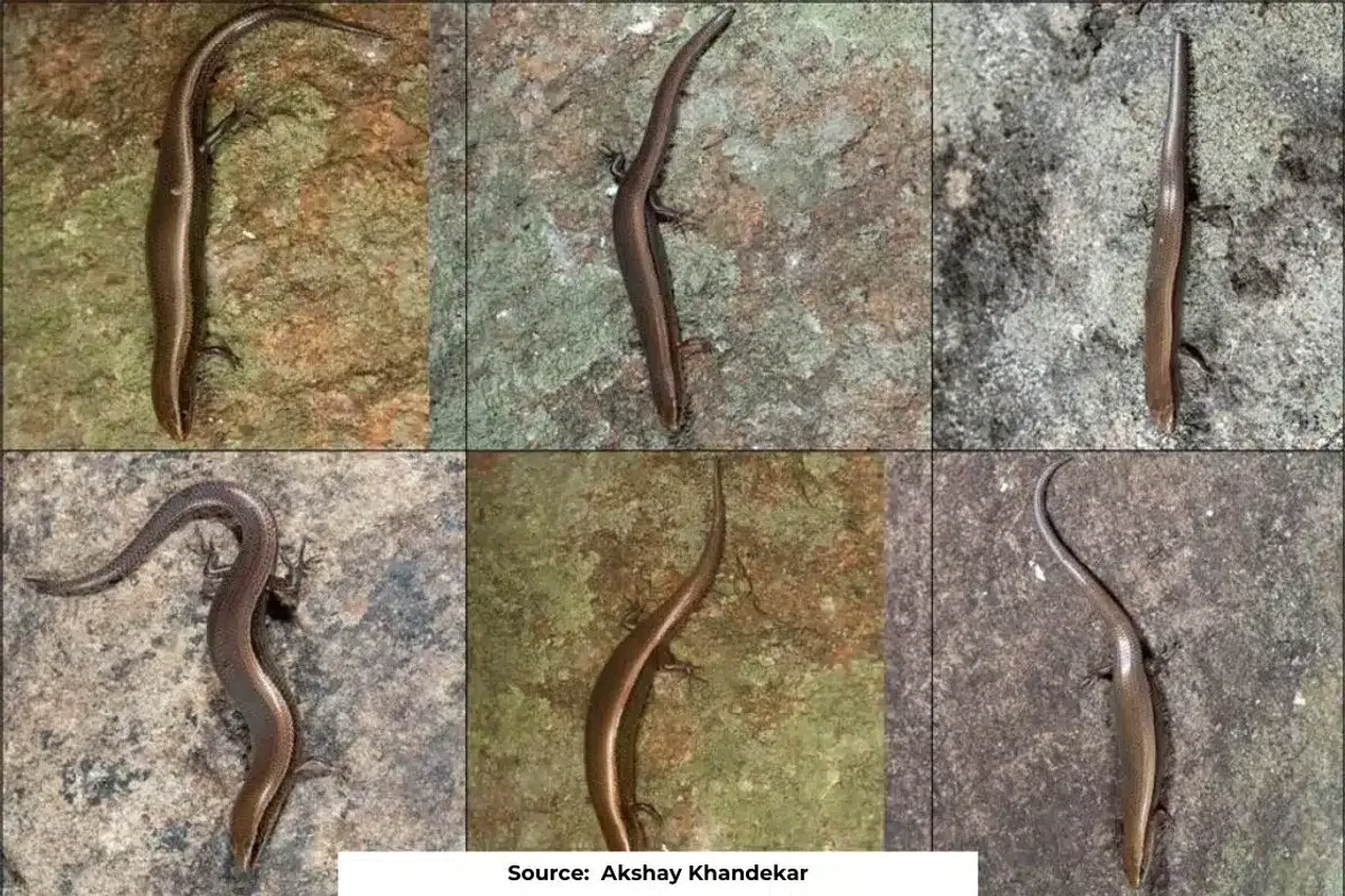 New species of skinks found in Tiger Reserve of Tamil Nadu