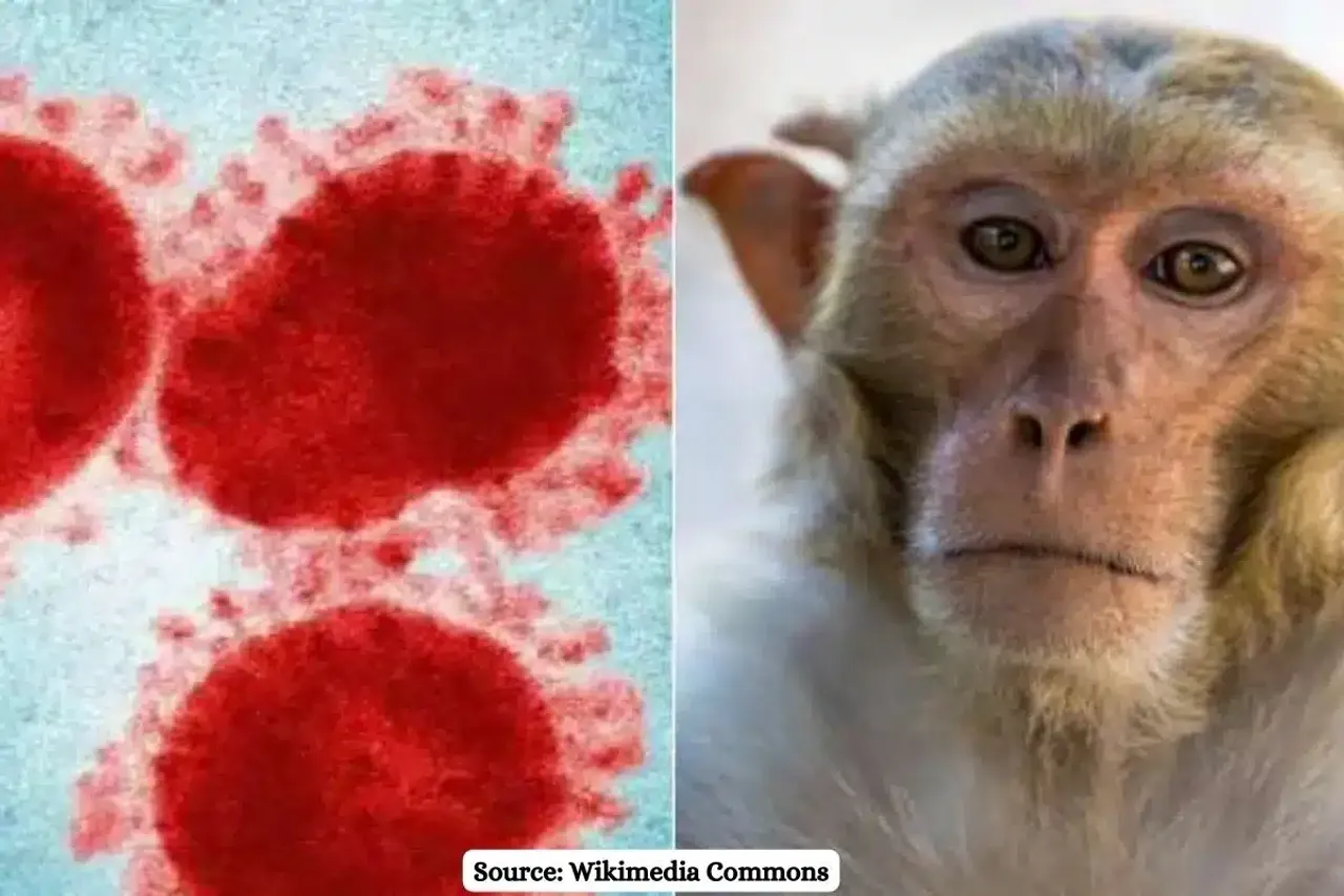What is Kyasanur Forest Disease or Monkey Fever that killed two people in K'taka?