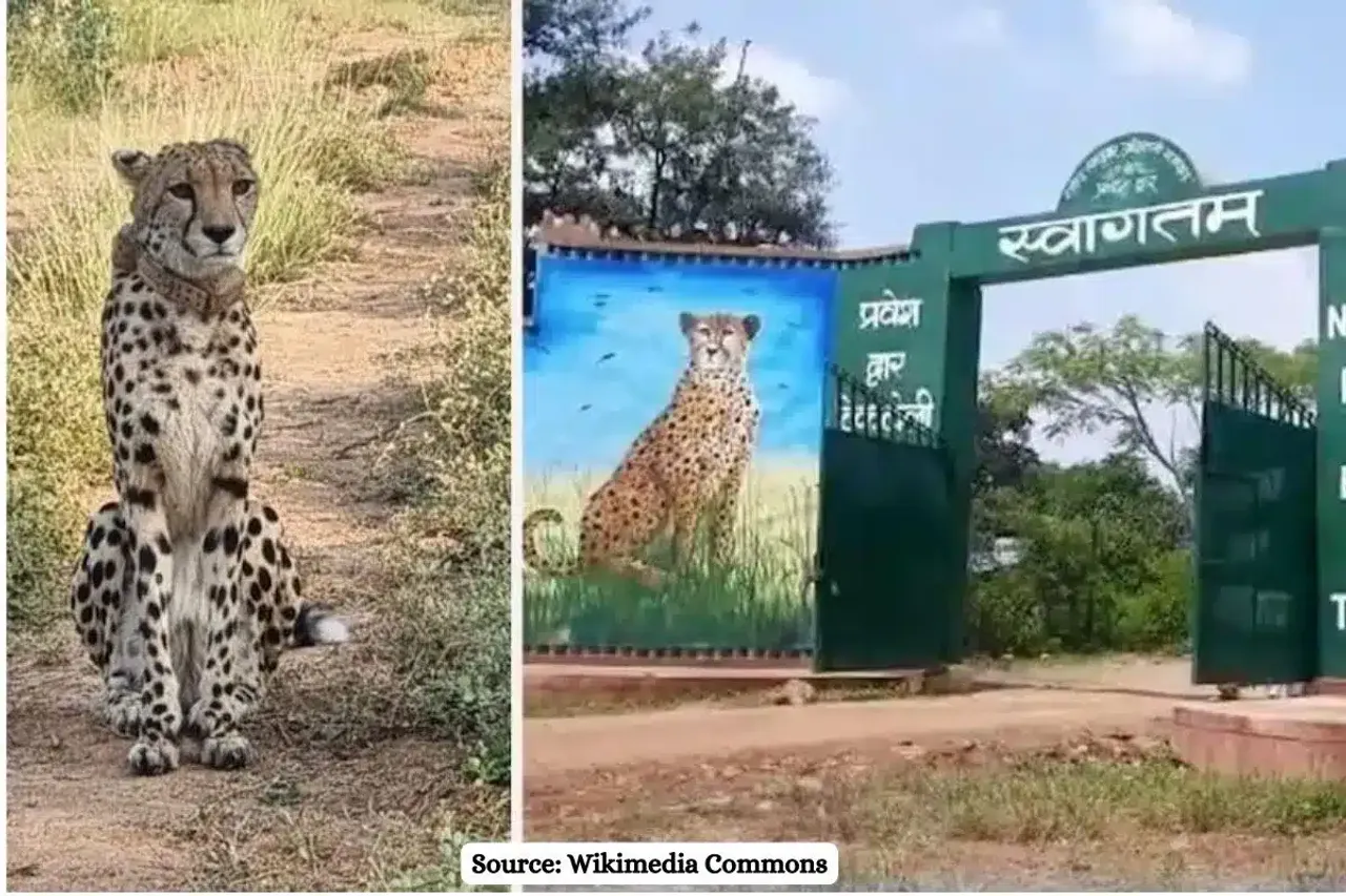 How to book a Cheetah Safari at Kuno, price and details?
