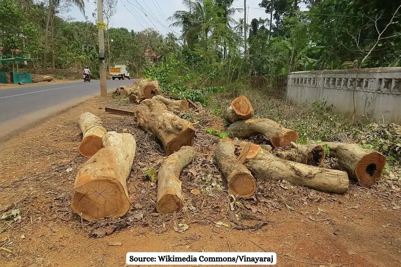 In Mumbai, 21,028 trees felled for development projects over 6 Years