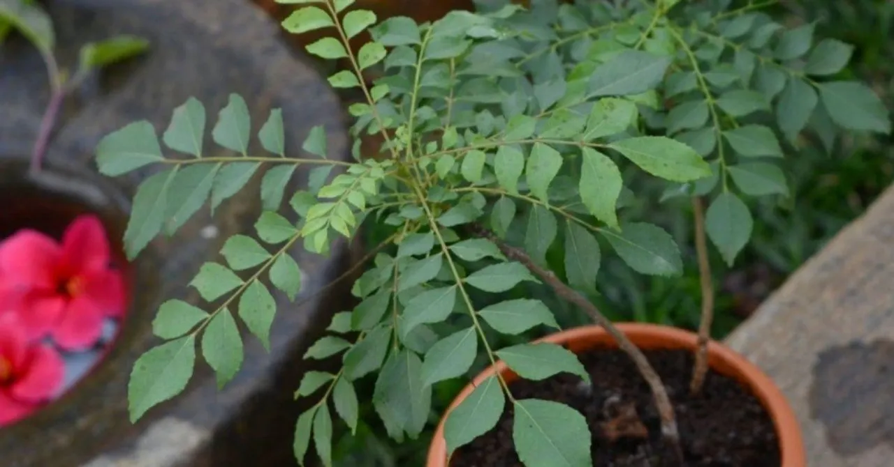 Grow curry leave at home